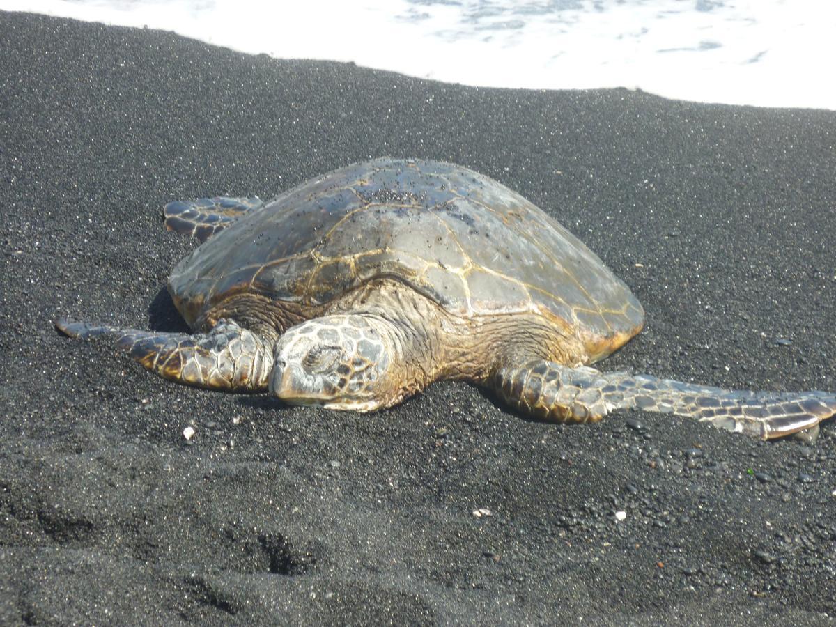 Leilani Bed&Breakfast Hawaiian Ocean View Bagian luar foto